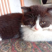 Mèo lại nhà trồng
