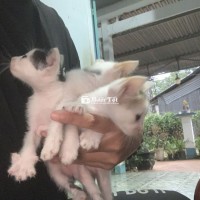 Bán mèo mướp do nhà có nhiều k chăm hết bỏ thì tội