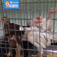 Siu Thái nồi trạng lớn