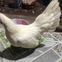 Bán/Giao lưu gà đang cho trứng