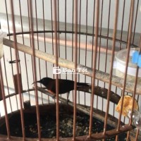 Thanh Lý Bộ Hút Mật Ngực Cam Đẹp, Dạn Hót  