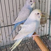 2 cặp yến phụng giao lưu gì không ạ