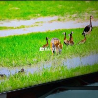 Tivi Samsung 50 inch Màn Hình 4K Internet Nhanh - Thanh Lý Gấp  