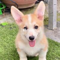 Bé Corgi Siêu Xinh Cần Tìm Chủ Mới