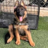 Dòng Becgie Đức thuần chủng 2 tháng tuổi