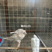 Cu Pháp Sinh Sản Tốt - Nuôi Con Khéo - Cần Giao Lưu Sang Bố Câu Pháp Hoặc Chào Mào  