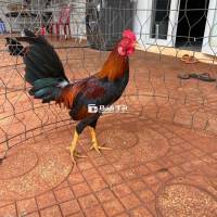 Gà Tre Siu Mỹ Tơ Zin Màu Điều Chán Vàng 2-4kg