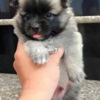 Chó Phốc Sóc - Bé Trai Khỏe Mạnh