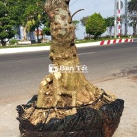 Mai Chiếu Thủy Bonsai 3tr8 - Giao Lưu Anh Em Yêu Cây  