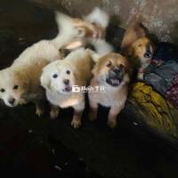 BÁN ĐÀN CHÓ CON 3 THÁNG TUỔI