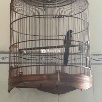 chim độc lạ đuôi đen