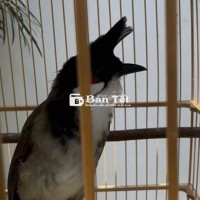 Tê dị- xoè lỡ- cà fe-thi tuần