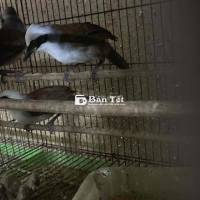 khướu đầu trắng,hay bồ chao