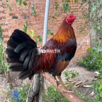 Xanh 1kg4 zin Tay Tốt Gà hiện 8 tháng