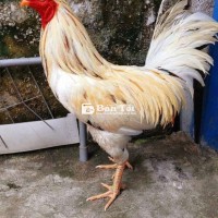 Bướm Asil Mỹ Thái 3kg1 - Thành Tích 7X - Xỉu Bướm Dòng Asil Thái Mỹ  
