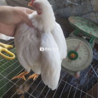 Gà tre bắc cọc nhạn gà 4 tháng hơn