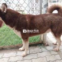 Huấn Luyện Chó Nghiệp Vụ - Nhận Huấn Luyện Cún Tận Nhà  