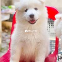 Chó Samoyed (SAM) Thuần Chủng 2-3 Tháng Tuổi Cực Xinh Xắn  