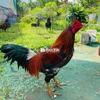 Gà Mới 3K4 Chân Đẹp, Lông Mới Siêu Mỹ  