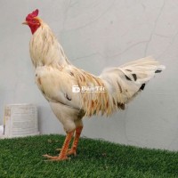 2kg850 trạng 3kg