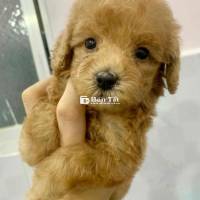 Gả bầy poodle mix bichon