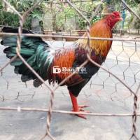 Điều xanh 2kí8 lẻ