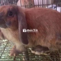 Minilop đực giống (Tơ)