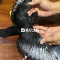 Chim Sáo Đen Non Cánh Trắng - Cơ Hội Cho Người Sưu Tầm!