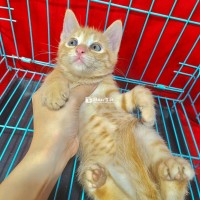 Mèo Lai mắt xanh siêu đẹp