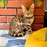 BENGAL CỦA TÔI ĐÃ LÊN GIỐNG