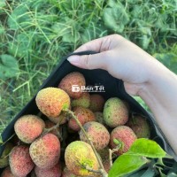 Vải Thiều Đắk Lắk Đầu Mùa - Nhà Vườn Sẵn Sàng Giao Hàng!  