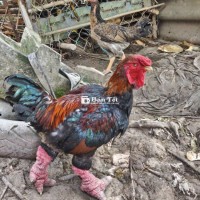 Gà đông tảo thả vườn
