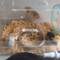 Bán chuột cảnh