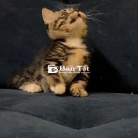 Bé Munchkin Màu Tappy 😻😻  