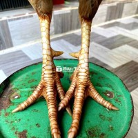Mái mỹ 2k4 đang đẻ hai cựa.