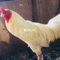 Gà VIP nọc, Úa 3600gram, mùa lỡ
