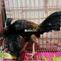 Thanh Lý Cặp Giáp Cựu Ban Giá 4 Tháng  