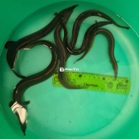 Cá chạch lửa Hỏa Long mini siêu xinh!