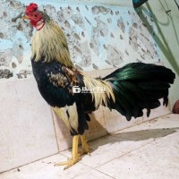 Lên con nhà chuối tơ giá thanh lý 1k2, tay tốt  