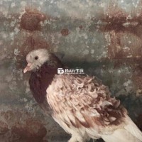 dư trống bông Gòn