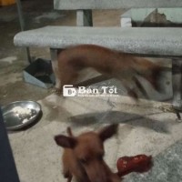 Cần tìm chủ mới cho 1cặp phốc hươu k tách lẻ