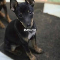 Tìm Chủ Mới Cho Phốc Hươu Tơ 3 Tháng Tuổi  