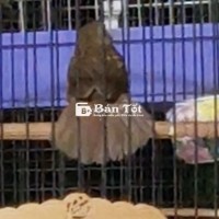 Tiểu Mi Xòe VIP... 1₫5 Ko Lòng... Tiền Nào Của Nấy  