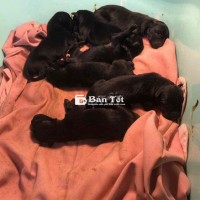 Chó Malinois DX 13 Ngày Tuổi Cần Tìm Chủ Mới  