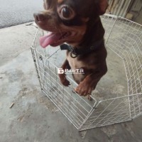 Chihuahua Giống Đực Cao Cấp, Đã Biết Phối
