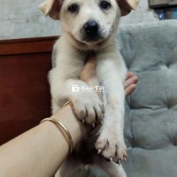 Bé sam trai trắng dễ thương khôn ngoan