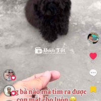 Cần Tìm Sen Mới Cho Bé Bắc Đẩu Mini Màu Đen  