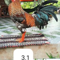 Cú 3kg1 tay tốt