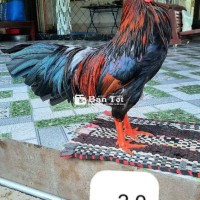 Điều Chân Vàng 3kg - Gà Đòn Tay Tốt