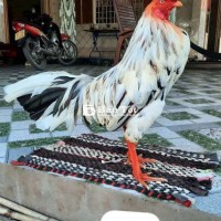 Bướm mồng vua 3kg1